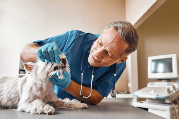 Best Walk-In Emergency Dentist in Melbourne, AR